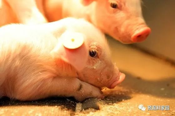 飼料粉碎工藝高效利用技術(shù)研究