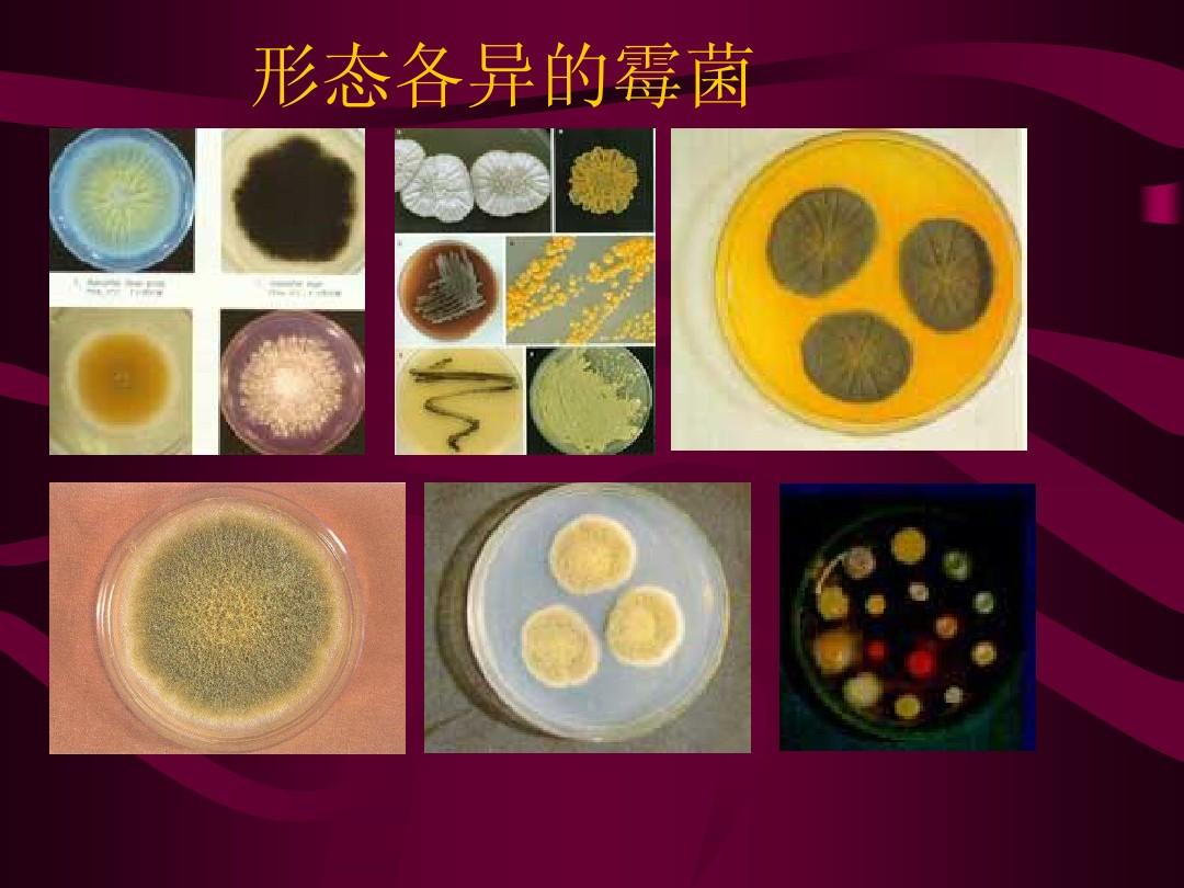 飼料中霉菌毒素如何脫毒？